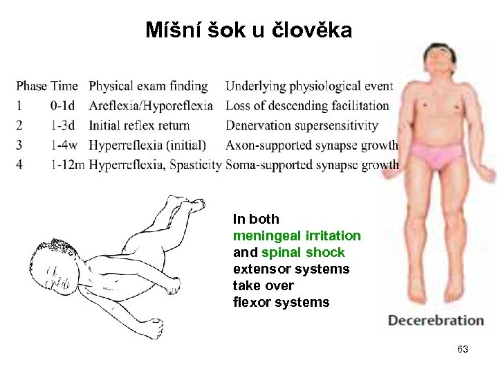 Míšní šok u člověka In both meningeal irritation and spinal shock extensor systems take