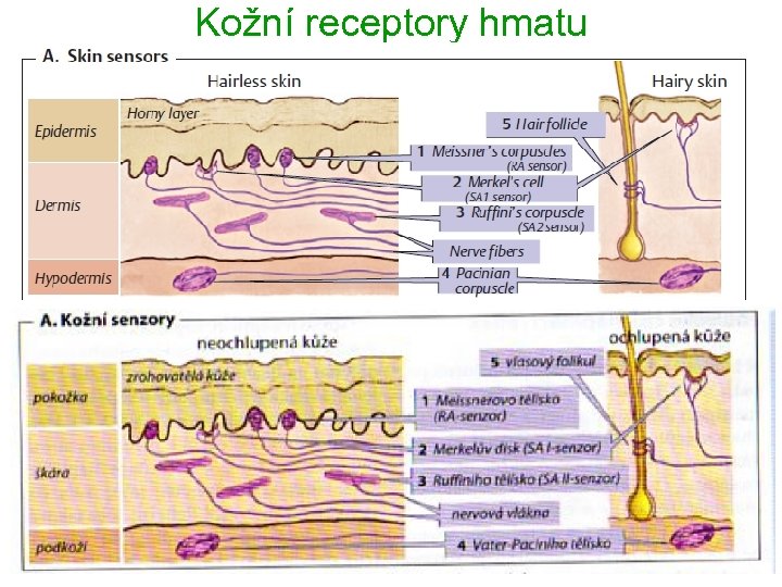 Kožní receptory hmatu 7 