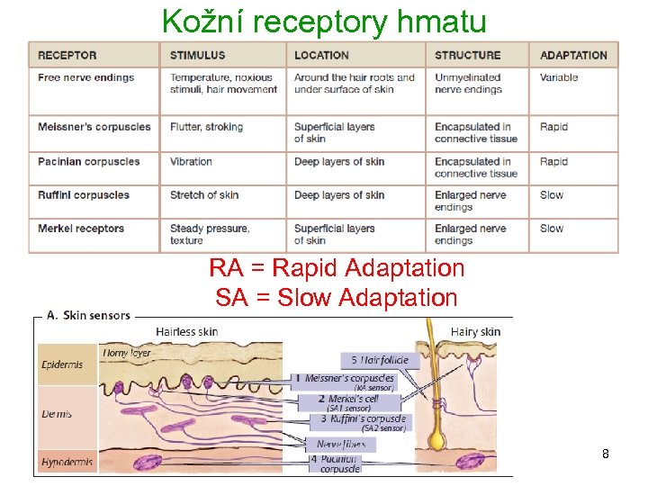 Kožní receptory hmatu RA = Rapid Adaptation SA = Slow Adaptation 8 