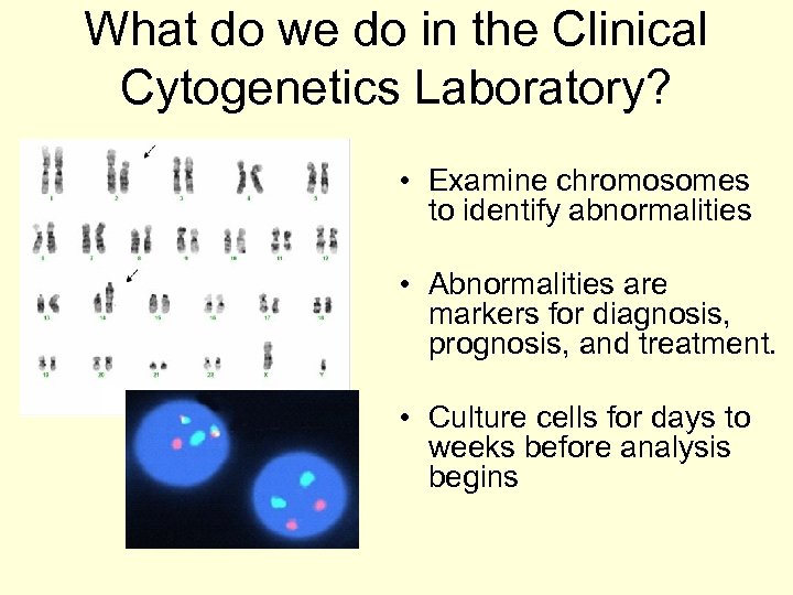 What do we do in the Clinical Cytogenetics Laboratory? • Examine chromosomes to identify