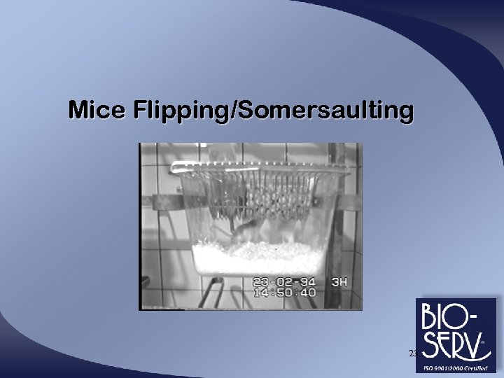 Mice Flipping/Somersaulting 23 