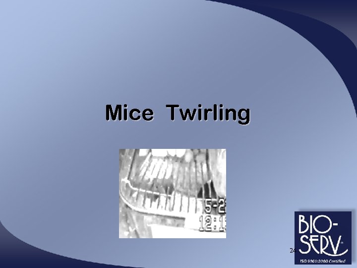 Mice Twirling 24 