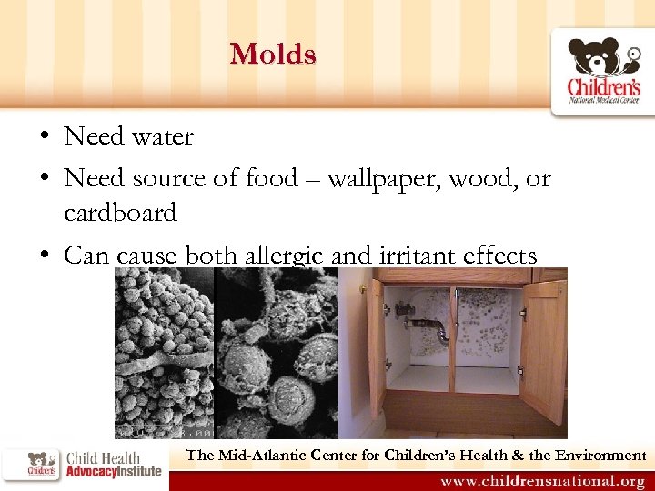 Molds • Need water • Need source of food – wallpaper, wood, or cardboard