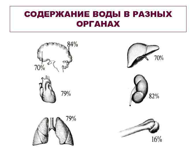 СОДЕРЖАНИЕ ВОДЫ В РАЗНЫХ ОРГАНАХ 