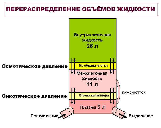 ПЕРЕРАСПРЕДЕЛЕНИЕ ОБЪЁМОВ ЖИДКОСТИ Внутриклеточная жидкость 28 л Осмотическое давление Мембрана клетки Межклеточная жидкость 11