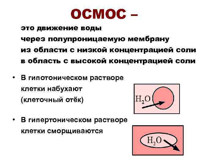 Осмос это. Осмос движение воды. Осмос это движение. Гипотонический осмос. Гомеостаз клетки в гипотоническом растворе.