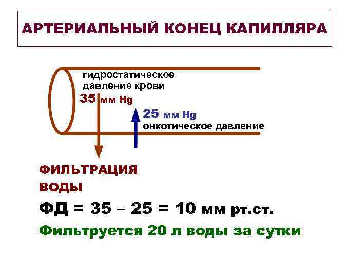 АРТЕРИАЛЬНЫЙ КОНЕЦ КАПИЛЛЯРА гидростатическое давление крови 35 мм Hg 25 мм Hg онкотическое давление