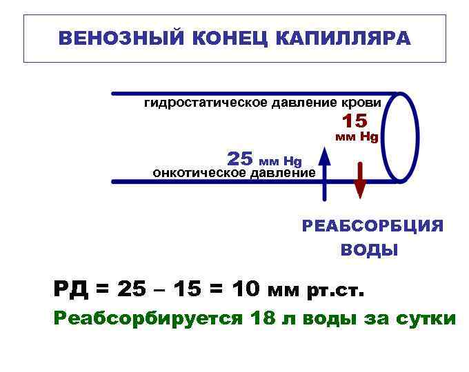 ВЕНОЗНЫЙ КОНЕЦ КАПИЛЛЯРА гидростатическое давление крови 15 25 мм Hg онкотическое давление РЕАБСОРБЦИЯ ВОДЫ