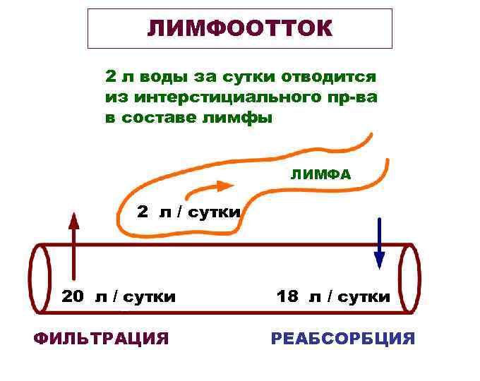 ЛИМФООТТОК 2 л воды за сутки отводится из интерстициального пр-ва в составе лимфы ЛИМФА