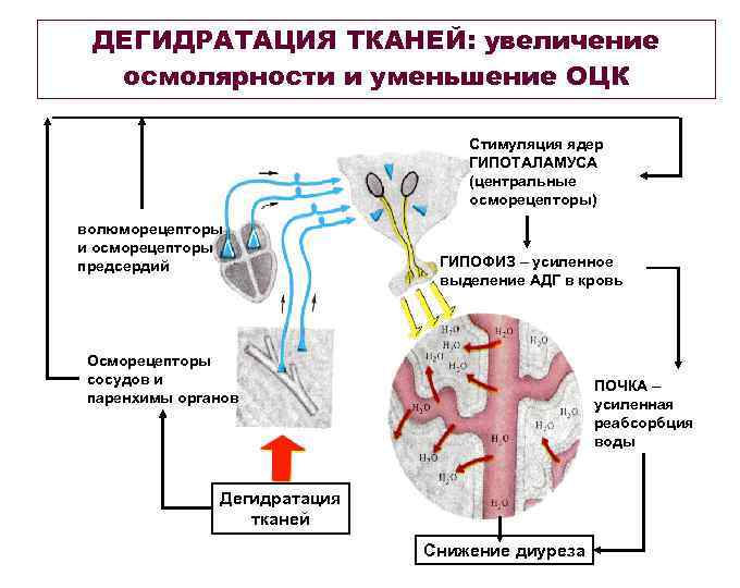 ДЕГИДРАТАЦИЯ ТКАНЕЙ: увеличение осмолярности и уменьшение ОЦК Стимуляция ядер ГИПОТАЛАМУСА (центральные осморецепторы) волюморецепторы и