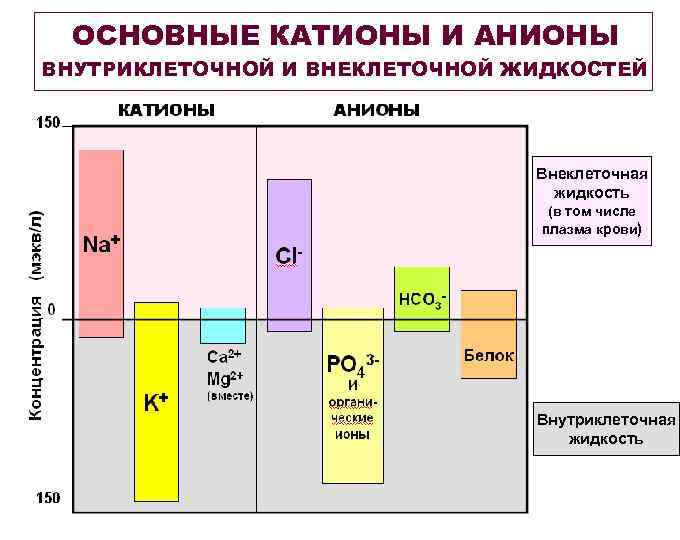 ОСНОВНЫЕ КАТИОНЫ И АНИОНЫ ВНУТРИКЛЕТОЧНОЙ И ВНЕКЛЕТОЧНОЙ ЖИДКОСТЕЙ Внеклеточная жидкость (в том числе плазма