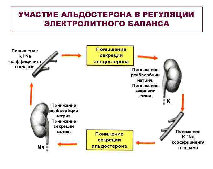 Схема регуляции водно солевого баланса