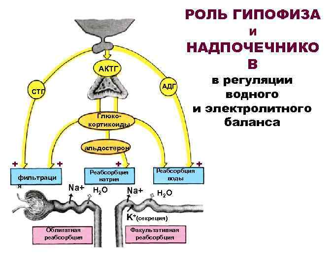 Схема регуляции реабсорбции