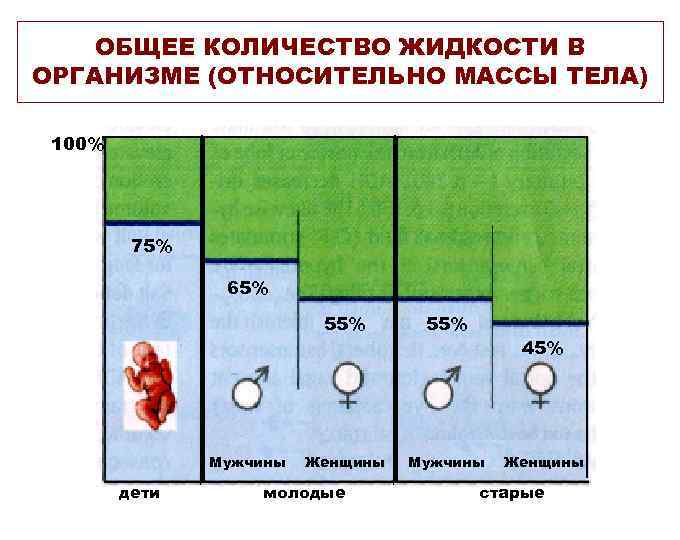 ОБЩЕЕ КОЛИЧЕСТВО ЖИДКОСТИ В ОРГАНИЗМЕ (ОТНОСИТЕЛЬНО МАССЫ ТЕЛА) 100% 75% 65% 55% Мужчины дети