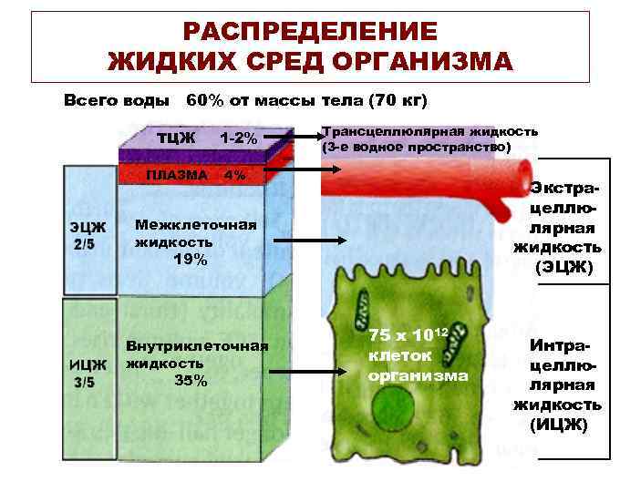 Какая жидкость внутренней