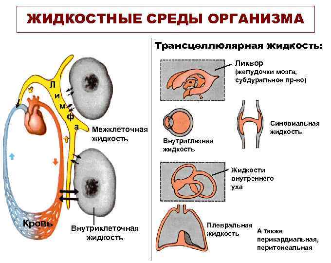 ЖИДКОСТНЫЕ СРЕДЫ ОРГАНИЗМА Трансцеллюлярная жидкость: Ликвор (желудочки мозга, субдуральное пр-во) Л и м ф