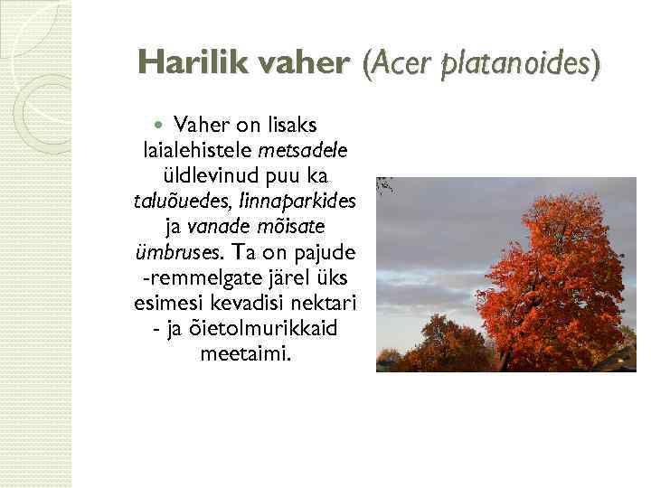 Harilik vaher (Acer platanoides) Vaher on lisaks laialehistele metsadele üldlevinud puu ka taluõuedes, linnaparkides