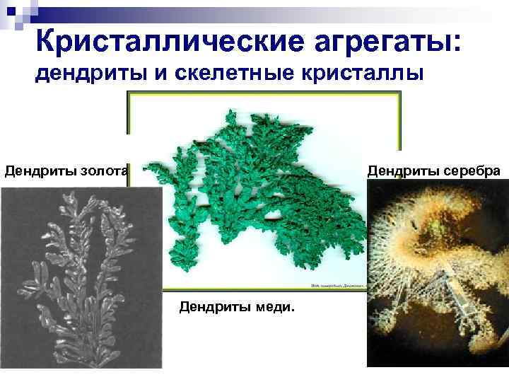 Кристаллические агрегаты: дендриты и скелетные кристаллы Дендриты золота Дендриты серебра Дендриты меди. 