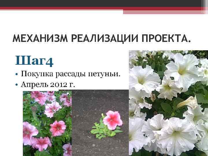 МЕХАНИЗМ РЕАЛИЗАЦИИ ПРОЕКТА. 
