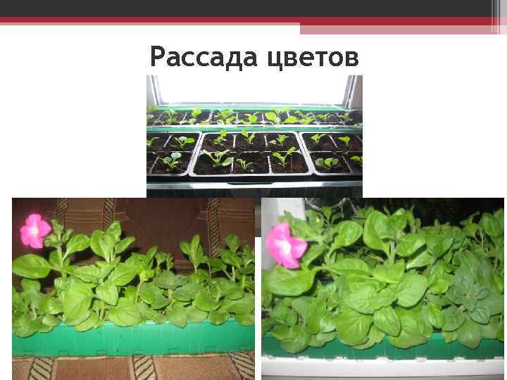 Рассада цветов 