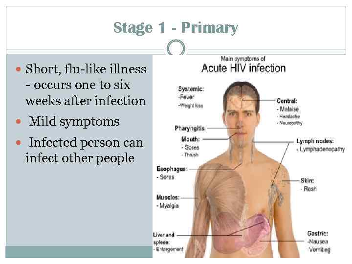 Stage 1 - Primary Short, flu-like illness - occurs one to six weeks after