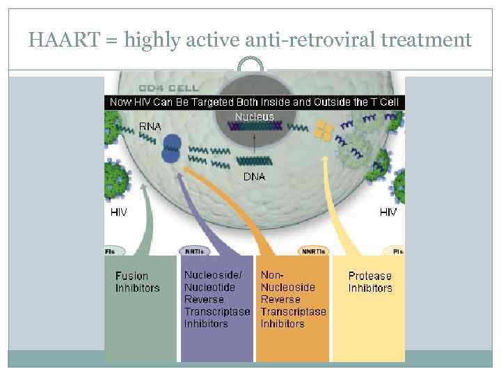 HAART = highly active anti-retroviral treatment 