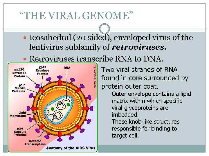 “THE VIRAL GENOME” Icosahedral (20 sided), enveloped virus of the lentivirus subfamily of retroviruses.