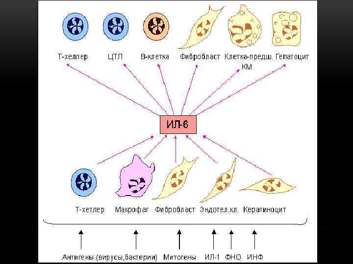 Интерлейкин 6. Клетки продуценты интерлейкина 6. Интерлейкин 1 клетки мишени. Интерлейкин 6 клетки мишени. Интерлейкин 10 клетки-мишени.