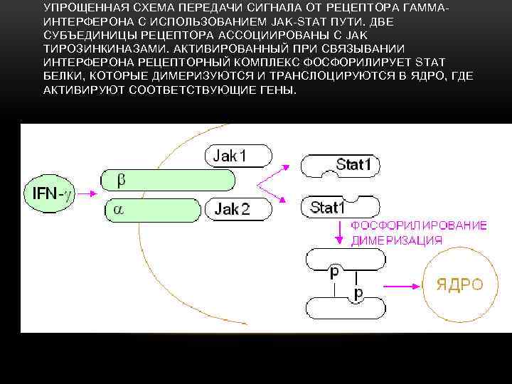 Схема передачи сигнала от цитокинов