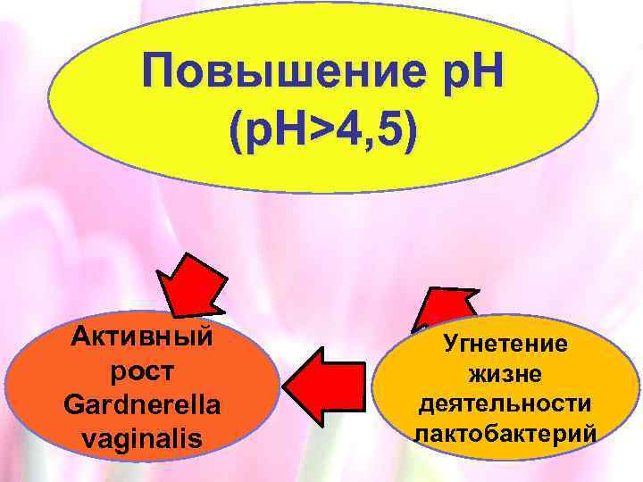 Повышение p. H (p. H>4, 5) Активный рост Gardnerella vaginalis Угнетение жизне деятельности лактобактерий