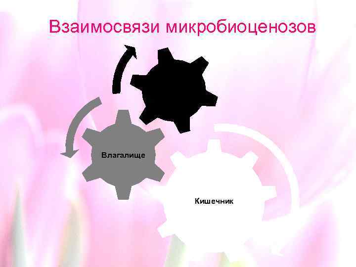 Взаимосвязи микробиоценозов МВП Влагалище Кишечник 