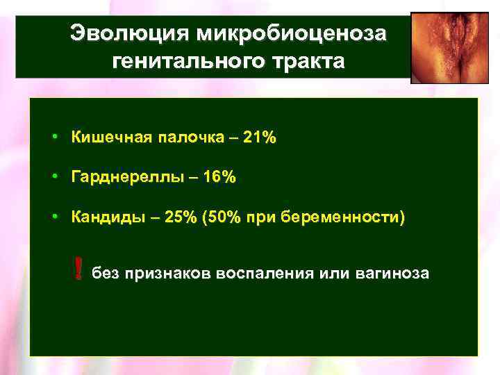 Эволюция микробиоценоза генитального тракта • Кишечная палочка – 21% • Гарднереллы – 16% •