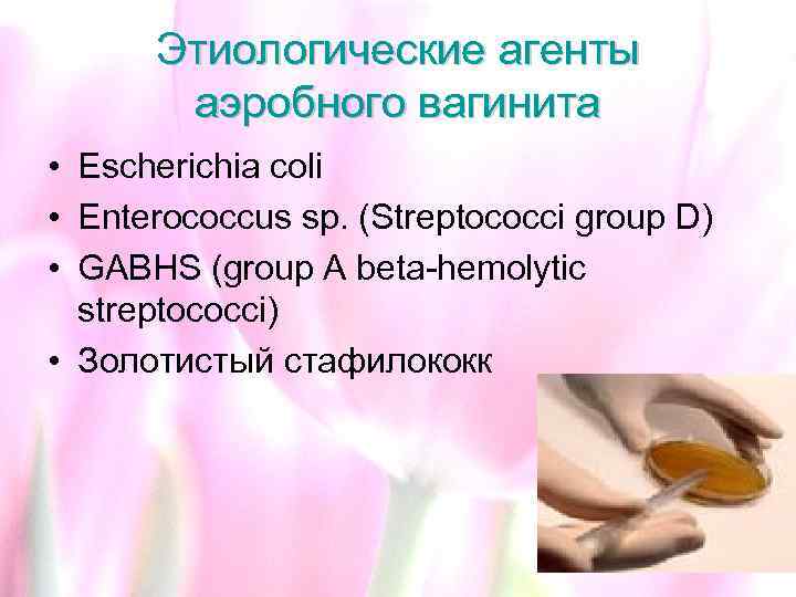 Этиологические агенты аэробного вагинита • Escherichia coli • Enterococcus sp. (Streptococci group D) •