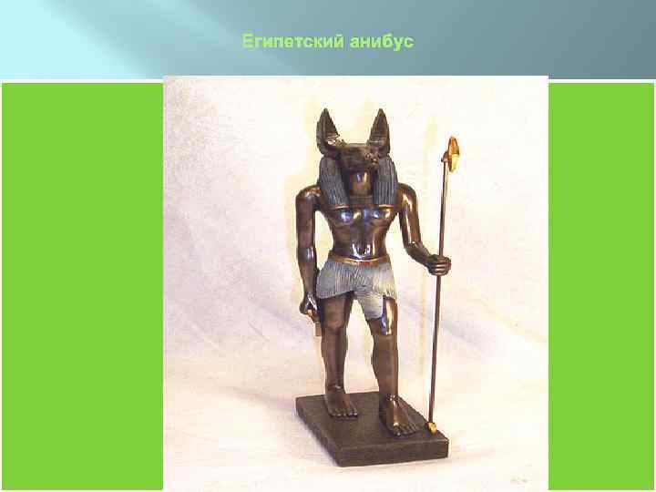 Египетский анибус 