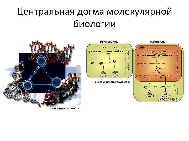 Какая схема соответствует главному постулату или центральной догме молекулярной биологии