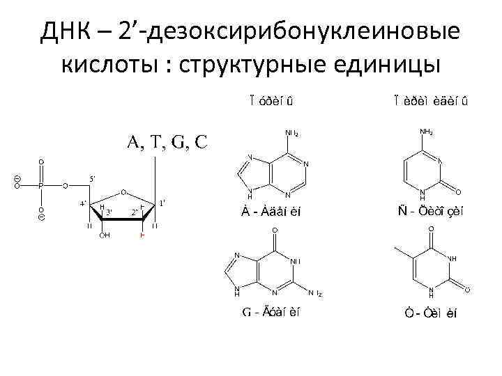 ДНК – 2’-дезоксирибонуклеиновые кислоты : структурные единицы 