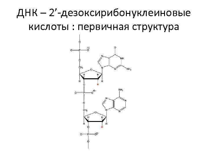 ДНК – 2’-дезоксирибонуклеиновые кислоты : первичная структура 