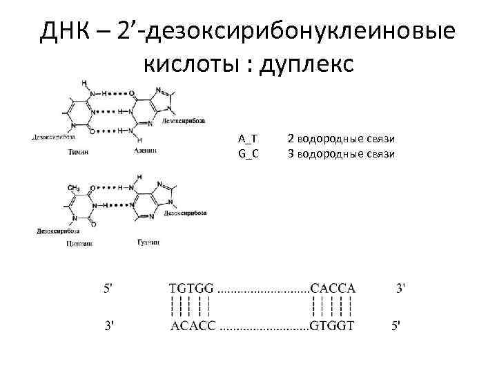 ДНК – 2’-дезоксирибонуклеиновые кислоты : дуплекс А_Т G_C 2 водородные связи 3 водородные связи