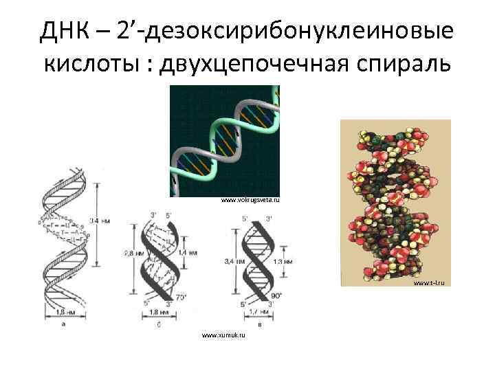 ДНК – 2’-дезоксирибонуклеиновые кислоты : двухцепочечная спираль www. vokrugsveta. ru www. t-l. ru www.