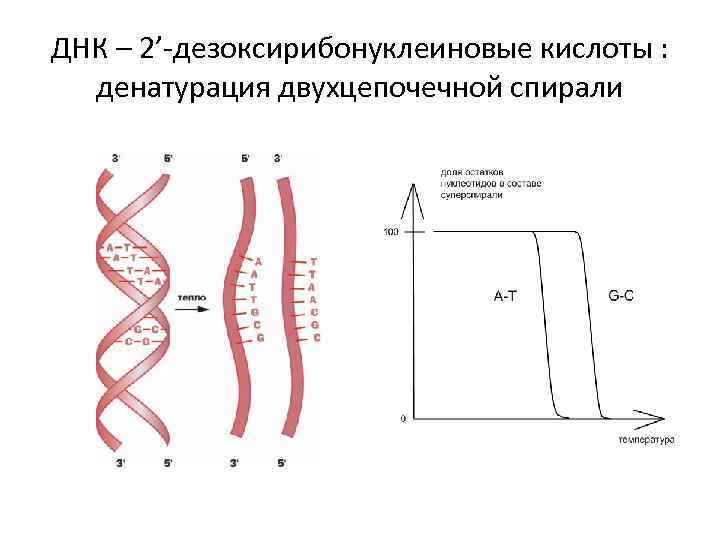 ДНК – 2’-дезоксирибонуклеиновые кислоты : денатурация двухцепочечной спирали 