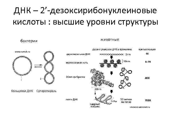 ДНК – 2’-дезоксирибонуклеиновые кислоты : высшие уровни структуры бактерии животные www. xumuk. ru Кольцевая