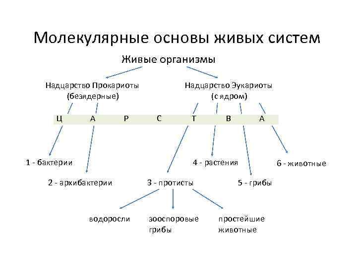 Молекулярные основы живых систем Живые организмы Надцарство Прокариоты (безядерные) Ц А Р 1 -