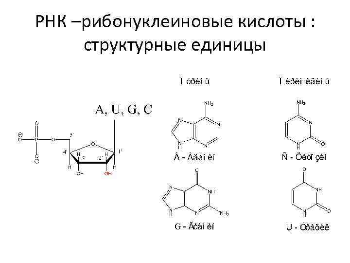РНК –рибонуклеиновые кислоты : структурные единицы 