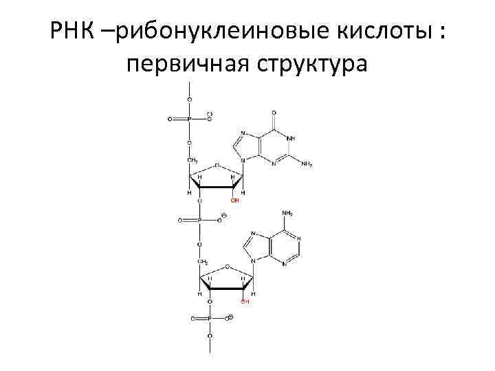 РНК –рибонуклеиновые кислоты : первичная структура 