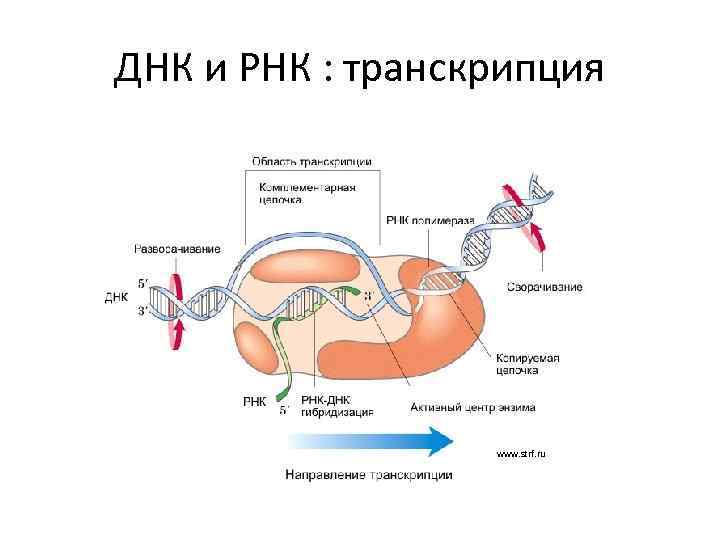 ДНК и РНК : транскрипция www. strf. ru 