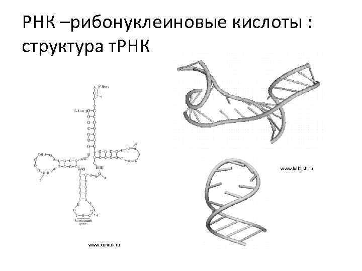 РНК –рибонуклеиновые кислоты : структура т. РНК www. keldish. ru www. xumuk. ru 