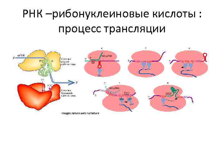 РНК –рибонуклеиновые кислоты : процесс трансляции images. nature. web. ru/nature 