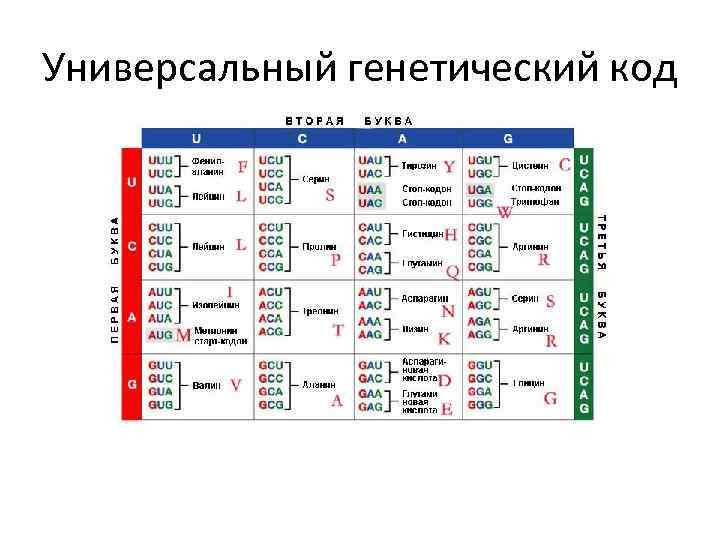 Генетический код определяет. Генетический код живых организмов. Генетический код универсальность. Свойство генетического кода универсальность. Универсальный генетический код свойства.