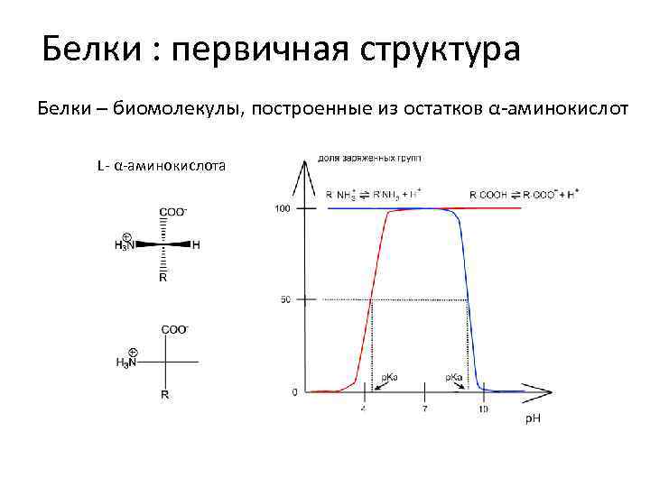 Белки : первичная структура Белки – биомолекулы, построенные из остатков α-аминокислот L- α-аминокислота 