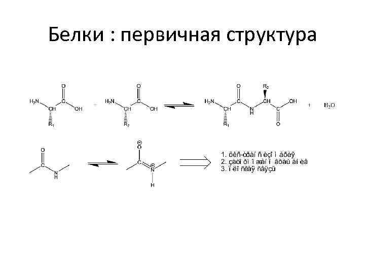 Белки : первичная структура 